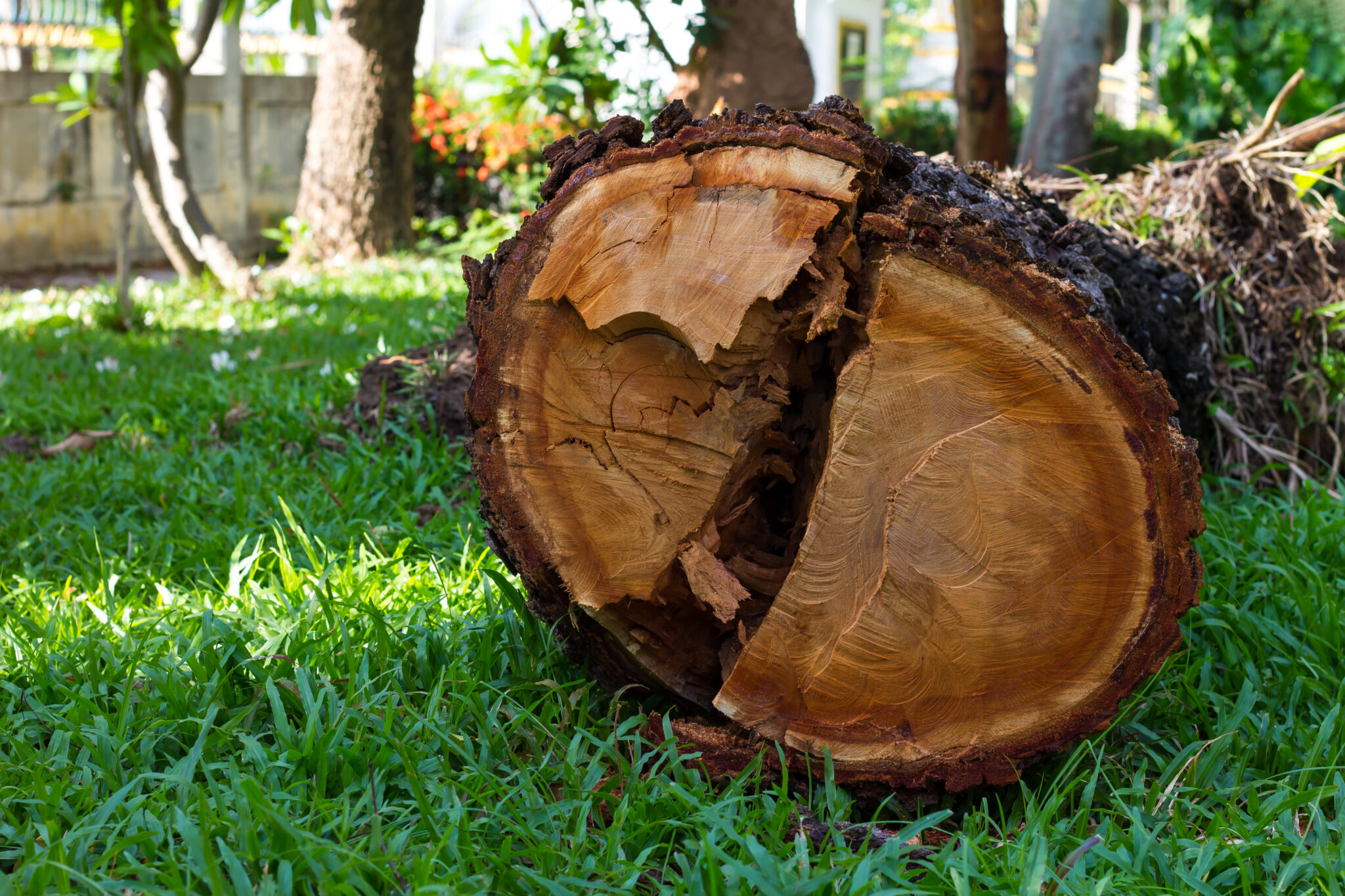 wood cutting down on the grass